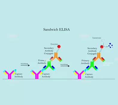 Procédures de l'opération Hotgen sur les produits de dosage immuno-enzymatique (ELISA)