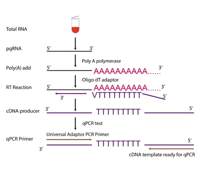 Procédures de fonctionnement des kits PCR